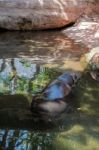 Pygmy Hippopotamus (choeropsis Liberiensis Or Hexaprotodon Liber Stock Photo