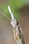 Empusa Pennata Stock Photo