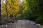 Autumn Scenery With Yellow, Green And Red Shinning Leaves In Fall In The Forest Stock Photo