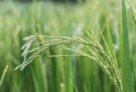 Close Up Paddy Field Stock Photo