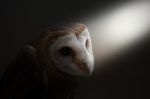 Common Barn Owl ( Tyto Albahead ) Close Up Stock Photo