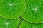 Abstract Green Leaf Art Pattern Stock Photo