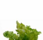 Salad Stock Photo