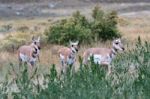 Pronghorn (antilocapra Americana) Stock Photo