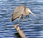 Image Of A Great Blue Heron Cleaning Feathers Stock Photo