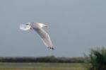 Seagull Flying Over The Danube Delta Stock Photo