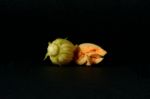 Zucchini Flower Stock Photo