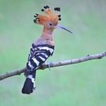 Eurasian Hoopoe Stock Photo