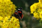 Butterfly On Ragwort Stock Photo