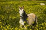 White Horse On A Landscape Field Of Yellow Flowers Stock Photo