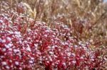 Red Saxifrage (saxifraga) In Sardinia Stock Photo