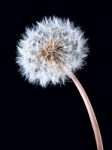 Blowball Of Dandelion Flower Stock Photo