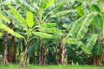 Banana Tree Stock Photo