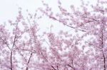 Cherry Blossom With Soft Focus, Sakura Season In Korea,background Stock Photo