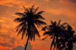 Palm Trees Silhouettes On The Colorful Sky Background Stock Photo