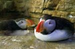 Two Relaxed Puffins Stock Photo