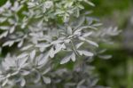 Leaves Of The Medicinal Plant Ruta Graveolens With Unfocused Background Stock Photo