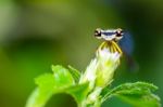 Eye Of Damselfly Stock Photo