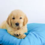 Puppy Stock Photo