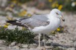 Young Seagulls Near The Cliffs Stock Photo