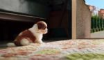 Adrable Baby Shih Tzu Puppy Dog Sitting In Front Of Home Door An Stock Photo