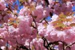 Tree With Pink Flowers Stock Photo