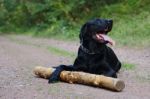 Black Labrador Retriever  Stock Photo