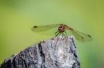 Common Darter (sympetrum Striolatum) Stock Photo