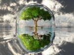 Tree In Bubble Stock Photo