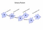 Binary Fission Stock Photo