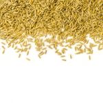 Top View Of Paddy Rice And Rice Seed On The White Background For Isolated Stock Photo