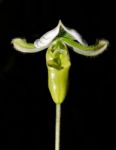 Green Paphiopedilum Stock Photo