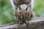 Beautiful Image With A Cute Funny Curious Squirrel Stock Photo