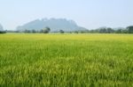 Rice Field Stock Photo