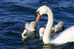 The Father-swan Helps Her Chicks To Get The Algae From The Lake Stock Photo