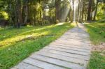 Pathways In Tropical Forests Morning Stock Photo