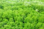 Mangrove Forest Stock Photo