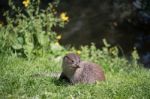 Eurasian Otter (lutra Lutra) Stock Photo