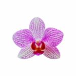 Orchid Isolated On White Background Stock Photo