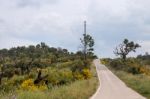 Spring Algarve Landscape Flora Stock Photo