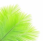 Green Coconut Leaves Isolated On White Background Stock Photo