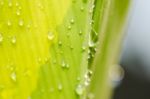 Leaf With Water Drops Stock Photo