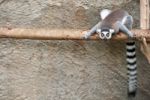 Lemur Stock Photo