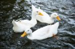 Ducks Are Swimming In The Water Stock Photo