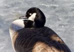 Beautiful Image Of A Canada Goose Sleeping On Ice Stock Photo