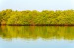 Lagoon On Santa Cruz Island In Galapagos Stock Photo