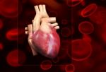 Human Heart Stock Photo