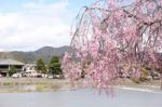 Sakura Cherry Blossom Stock Photo