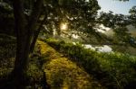 Early Morning Sun In Forest Stock Photo