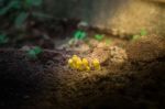 Mushrooms Caused By Debris Coffee Stock Photo